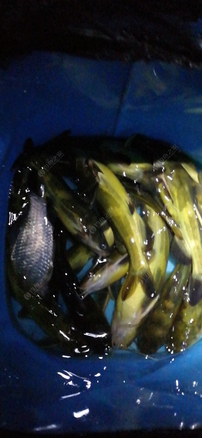 野釣鯽魚技巧夜釣技巧大全_釣鯽魚夜釣最佳時間_夜釣鯽魚技巧