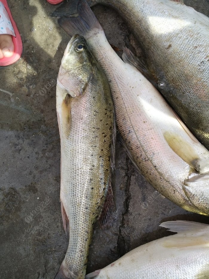 海竿收魚技巧_海釣怎么收竿_海釣技巧什么時候收竿合適