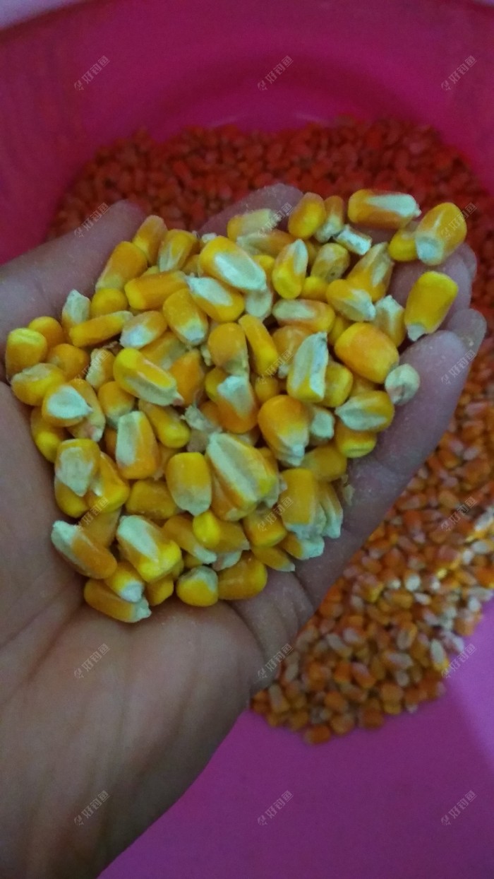 自制玉米餌料草魚方法圖解_自制玉米餌料草魚方法視頻_草魚玉米餌料自制方法