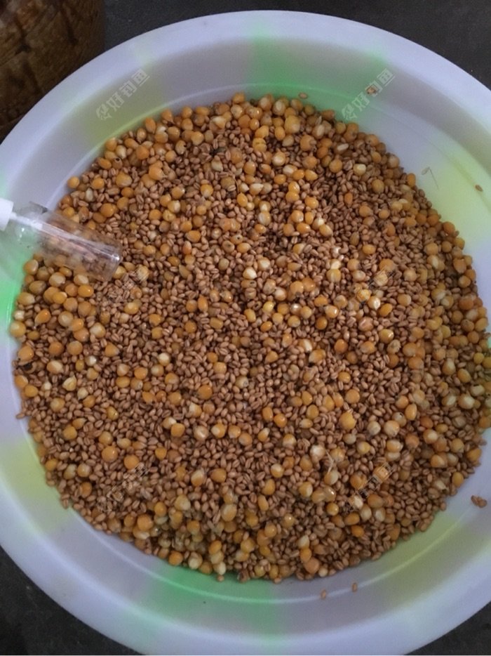自制玉米餌料草魚方法圖解_草魚玉米餌料自制方法_如何自制玉米釣草魚餌