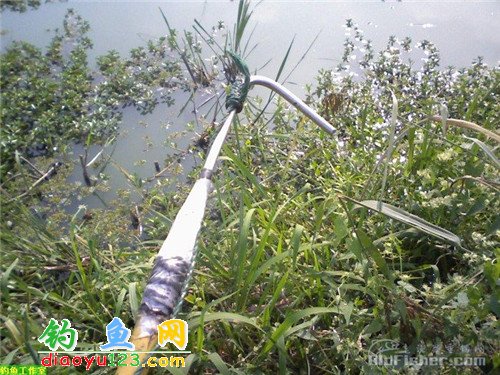 釣夏季草魚技巧圖解_夏季釣草魚技巧_夏季如何釣草魚