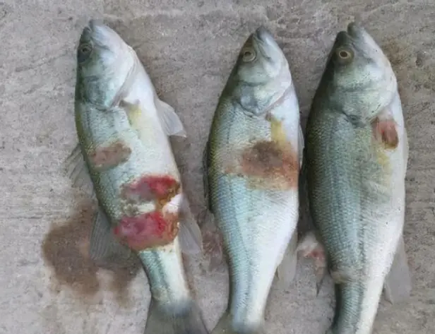 魚清潔工是什么魚_清潔工魚是什么魚_清潔工魚能起到清潔作用么