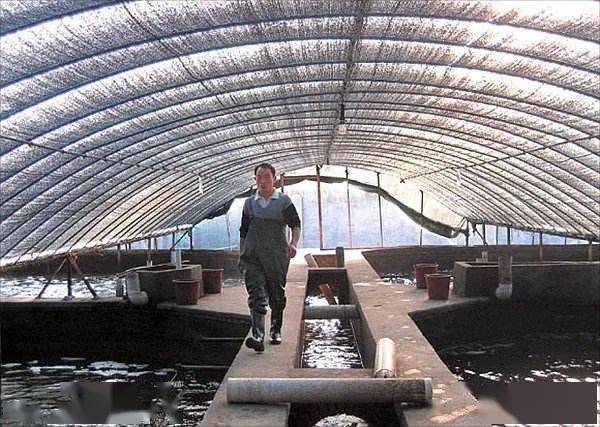 黃鱔屬于魚類嗎還是哪一類_黃鱔屬于魚類還是軟體動物_黃鱔屬于魚類嗎