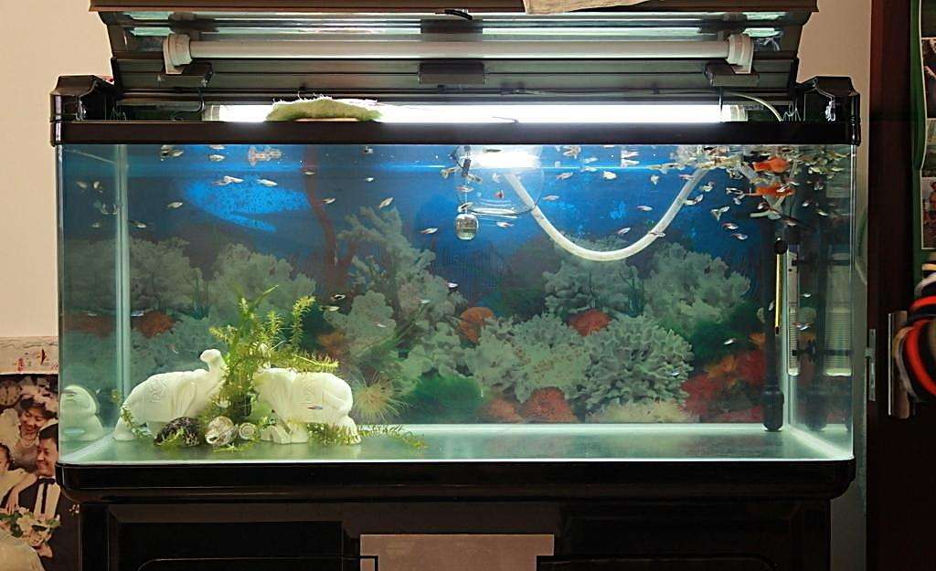 清潔工魚是什么魚_清潔工魚管用嗎_魚清潔工是什么魚