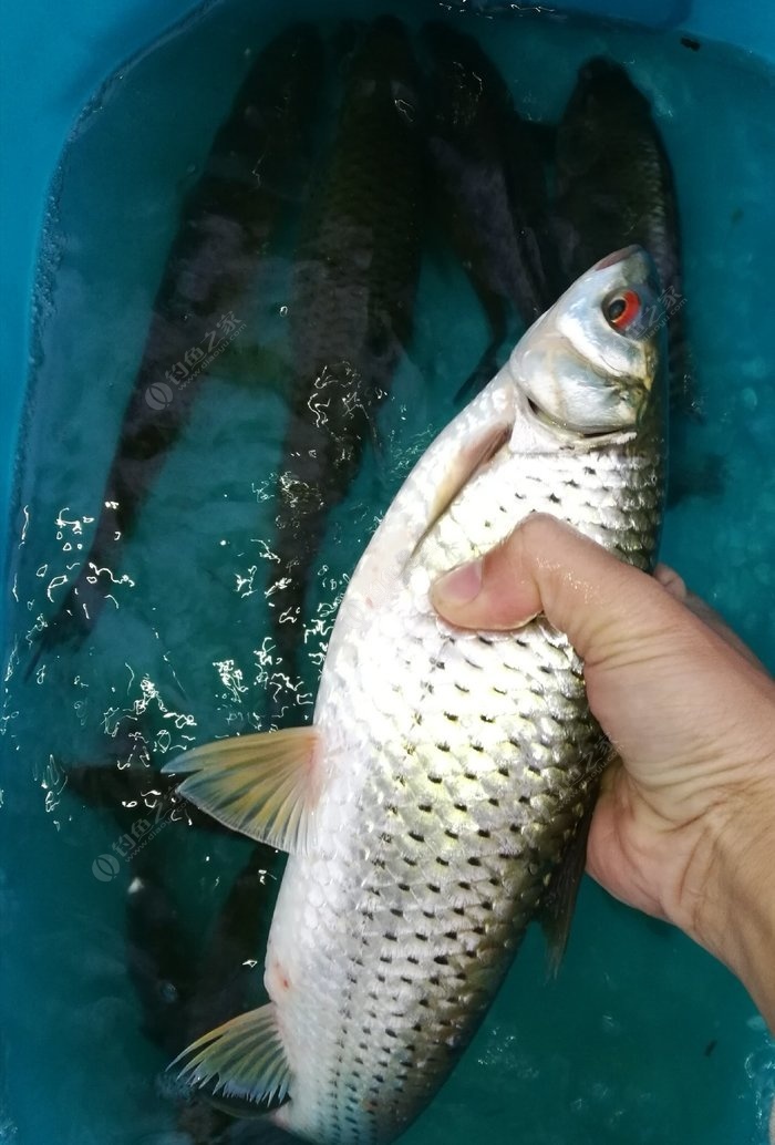 去內河釣魚，釣了兩條“草魚”，目測就2斤半