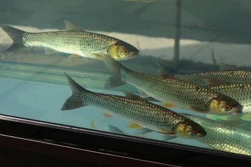 草魚養殖環境條件_草魚養殖前景和市場需求情況_草魚養殖環境及特點
