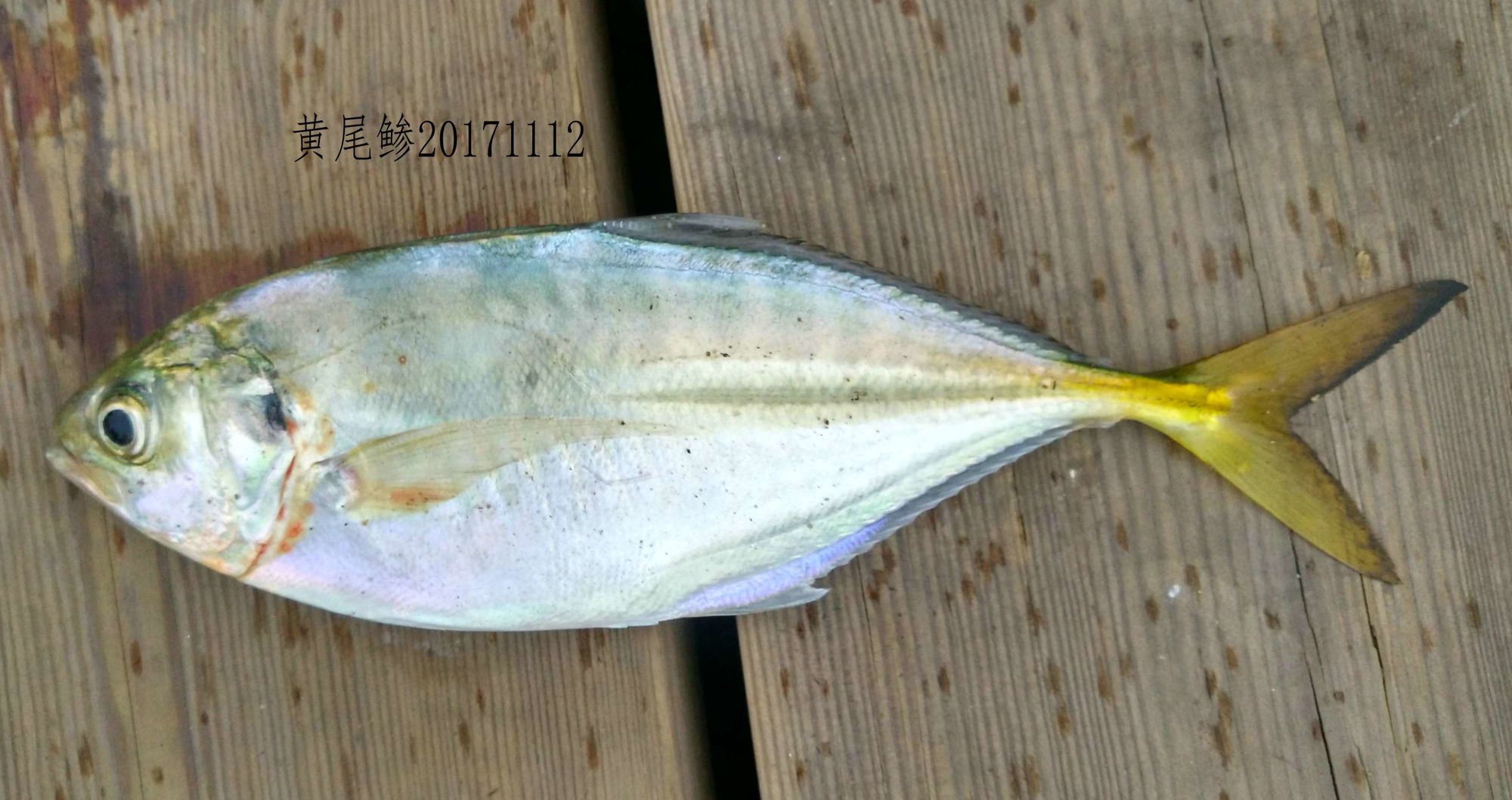有毒的老虎魚_老虎魚有毒嗎_老虎魚毒