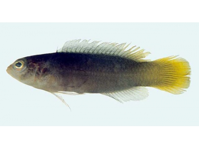 有毒的老虎魚_老虎魚毒_老虎魚有毒嗎