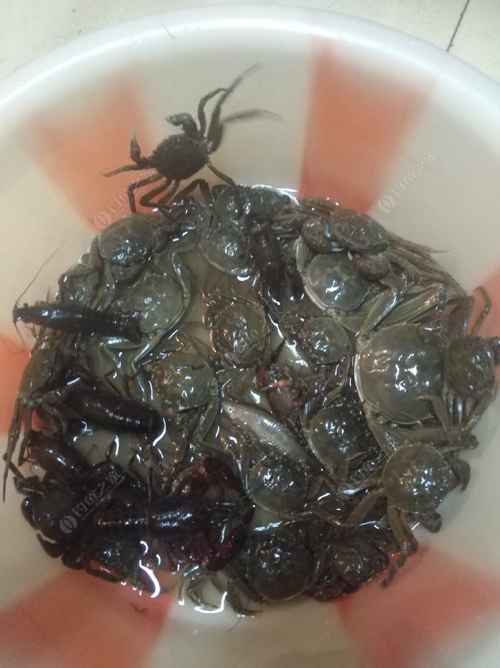 釣鯉魚小藥搭配_釣鯉魚搭配小藥效果好嗎_釣鯉魚小藥搭配的規律