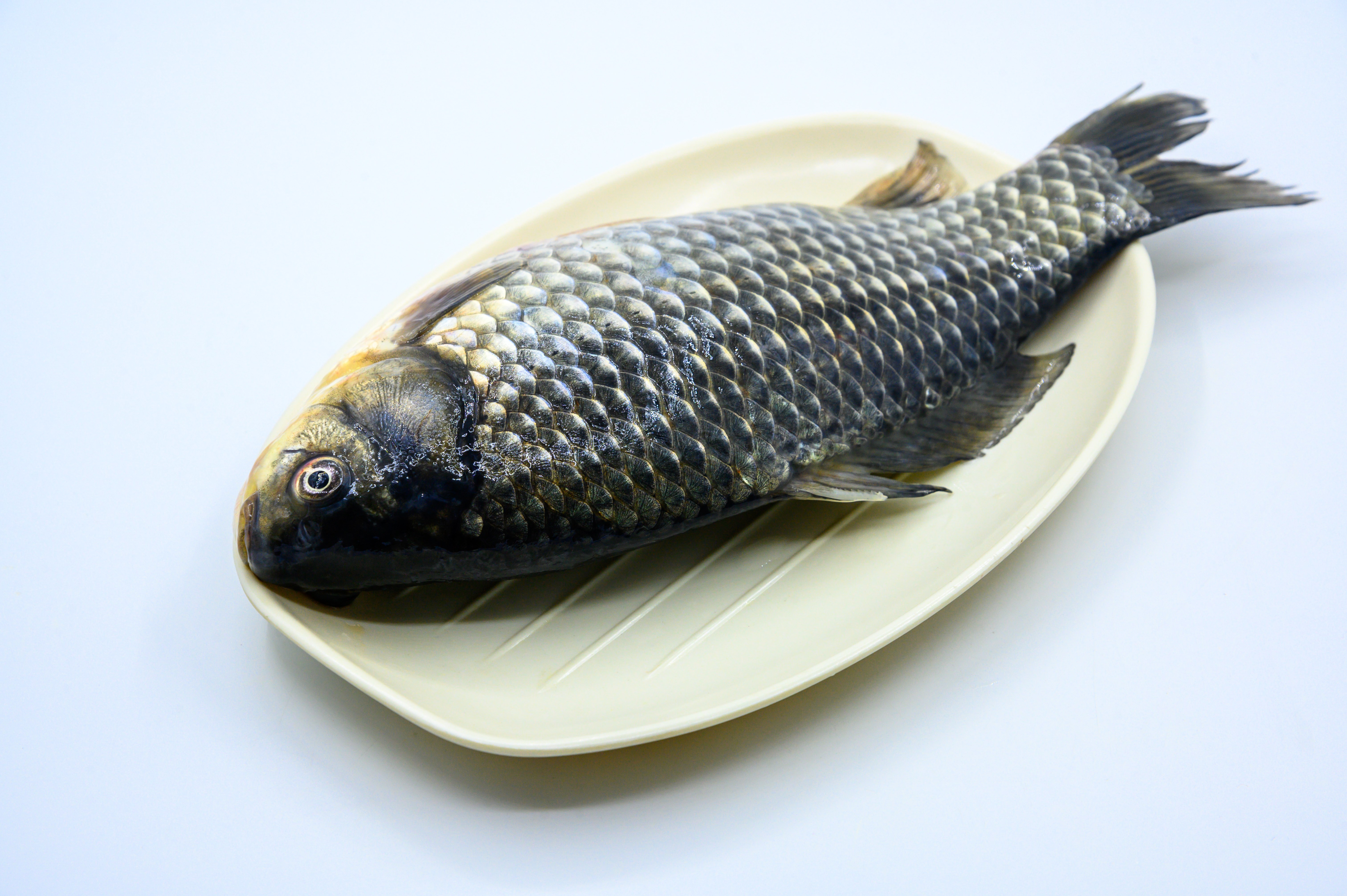 黃鱔屬于魚類嗎_黃鱔屬于魚類還是軟體動物_黃鱔屬于魚類還是蛇類