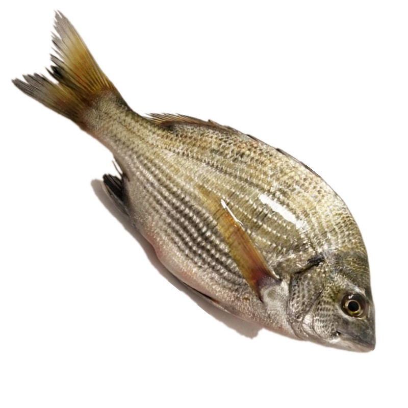 黃鱔屬于魚類嗎_黃鱔屬于魚類還是蛇類_黃鱔屬于魚類還是軟體動物