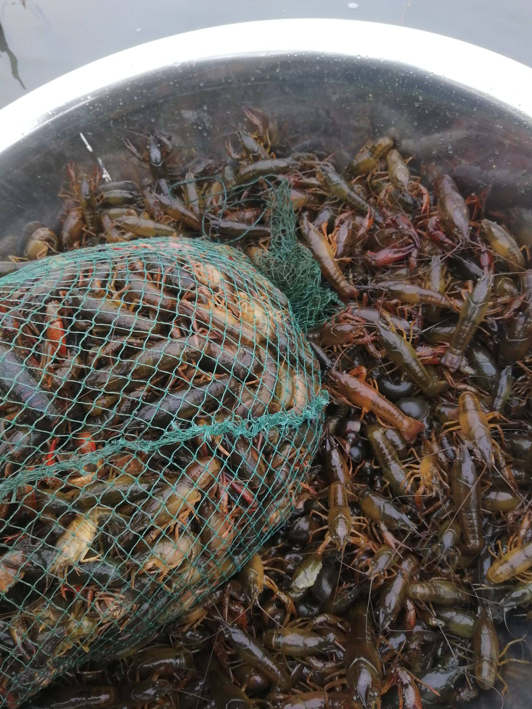 一畝龍蝦一年賺多少？養殖小龍蝦賺錢嗎？