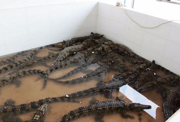魚錢接法_嘎魚多少錢一斤_魚錢對接方法