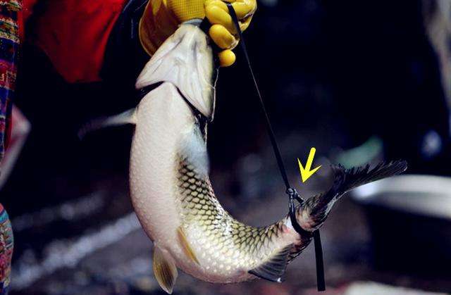 弓魚是什么魚_魚弓是武器嗎_魚弓是什么