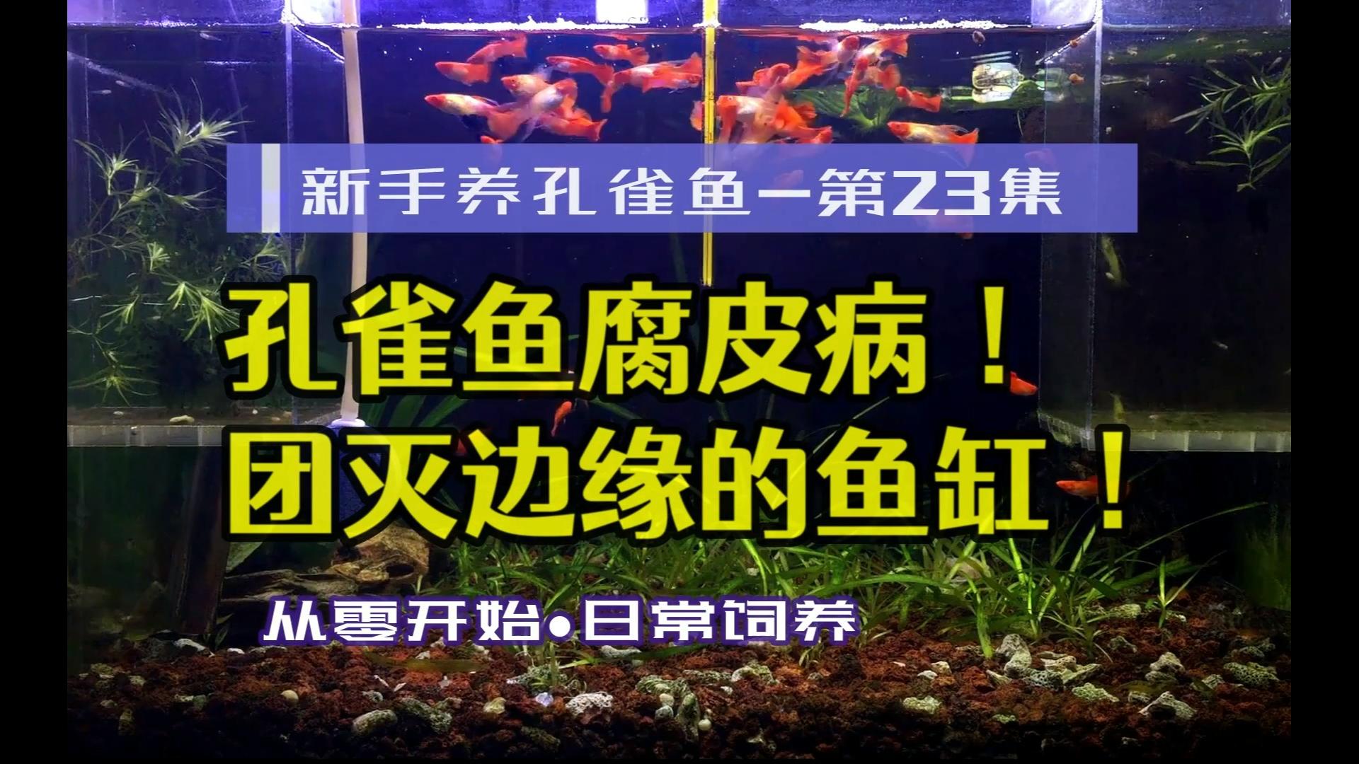 清潔工魚是什么魚_清潔工魚能起到清潔作用么_清潔工魚起什么作用