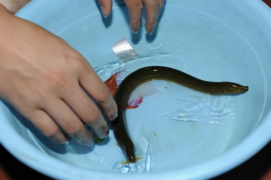 黃鱔是不是雌雄一體如何繁殖_鱔魚雌雄同體的動物_黃鱔是雌雄同體嗎
