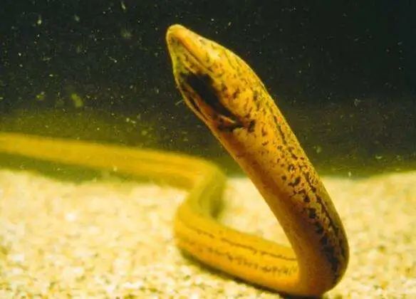 鱔魚雌雄同體的動物_黃鱔是不是雌雄一體如何繁殖_黃鱔是雌雄同體嗎