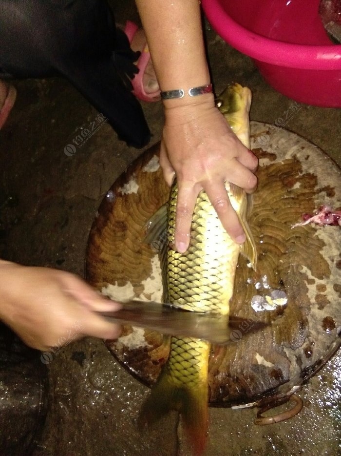 釣鰱魚餌料配方_野釣鰱魚餌料配方_鰱魚餌料配方釣鰱鳙餌料配方