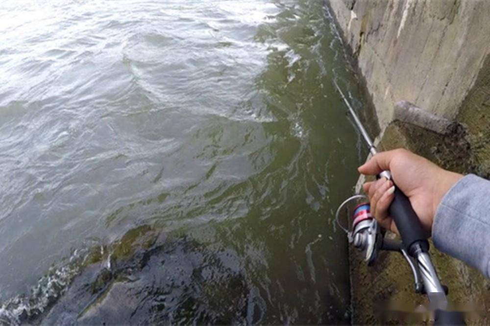 夏季釣草魚技巧_釣夏季草魚技巧圖解_釣夏季草魚技巧和方法