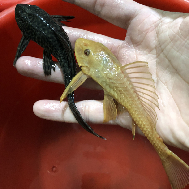 清潔工魚是什么魚_魚清潔工是什么魚_清潔工魚起什么作用