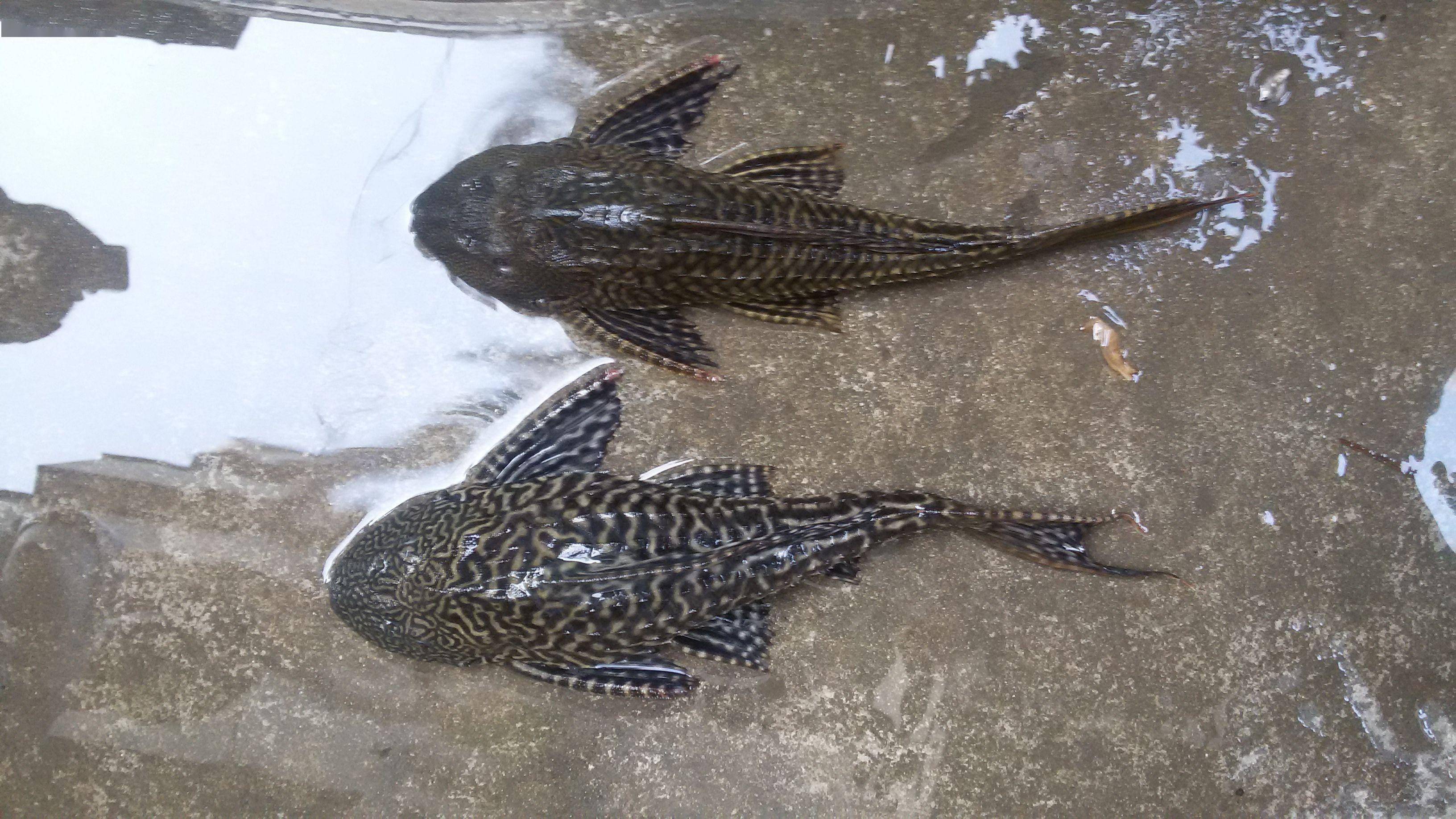 清潔工魚是什么魚_魚清潔工是什么魚_清潔工魚起什么作用
