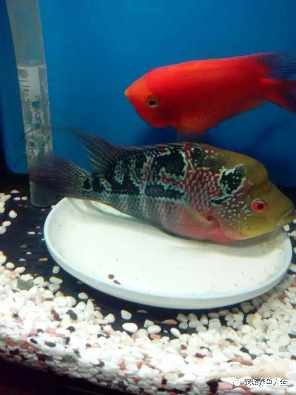 金剛鸚鵡魚是什么魚_金剛鸚鵡魚和普通鸚鵡魚_金剛魚鸚鵡魚是淡水魚嗎