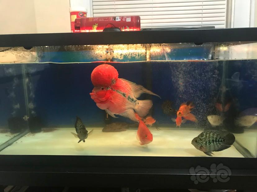 金剛魚鸚鵡魚是淡水魚嗎_金剛鸚鵡魚是什么魚_金剛鸚鵡魚和普通鸚鵡魚