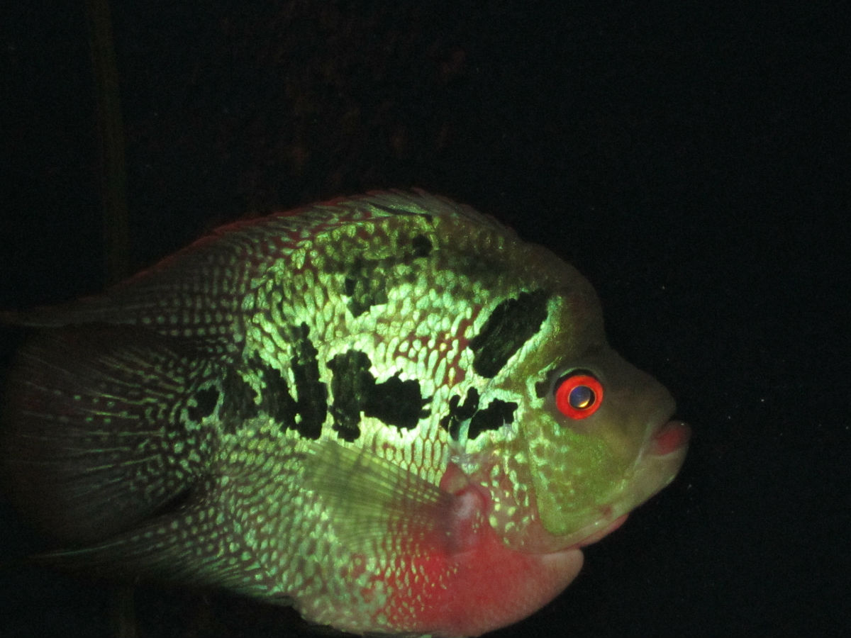 金剛鸚鵡魚是什么魚_金剛鸚鵡魚和普通鸚鵡魚_金剛魚鸚鵡魚是淡水魚嗎