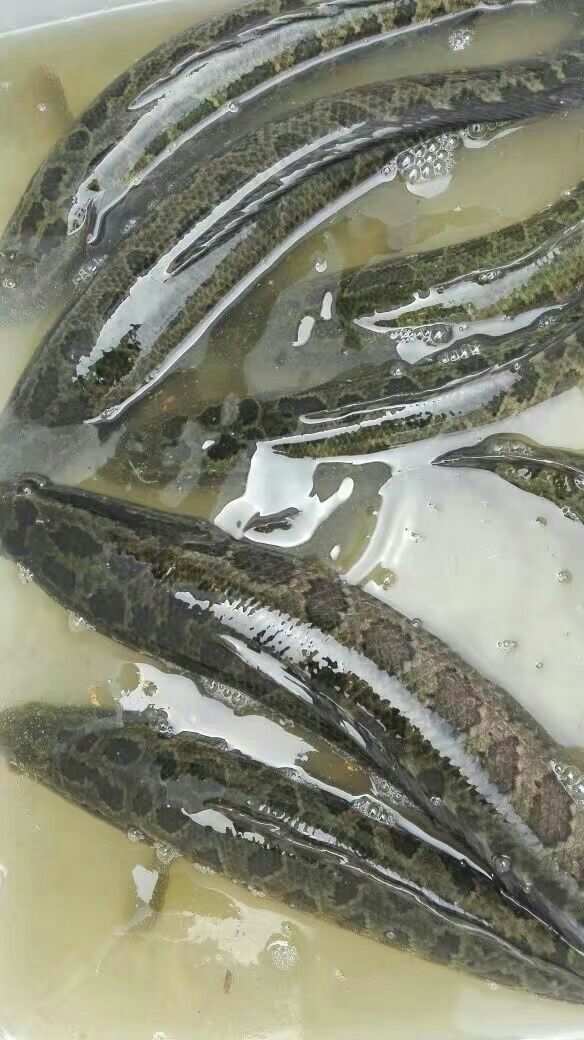 魚錢草的圖片什么樣_嘎魚多少錢一斤_魚錢怎么綁