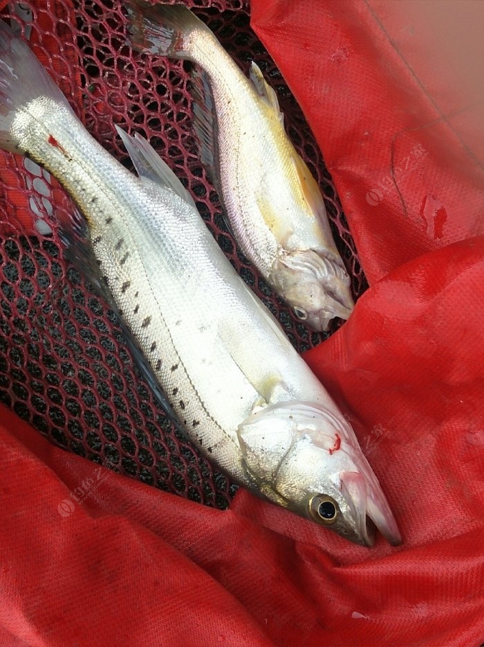 視頻竿釣魚視頻_視頻釣魚高清大全手竿圖片_手竿釣魚視頻大全高清視頻