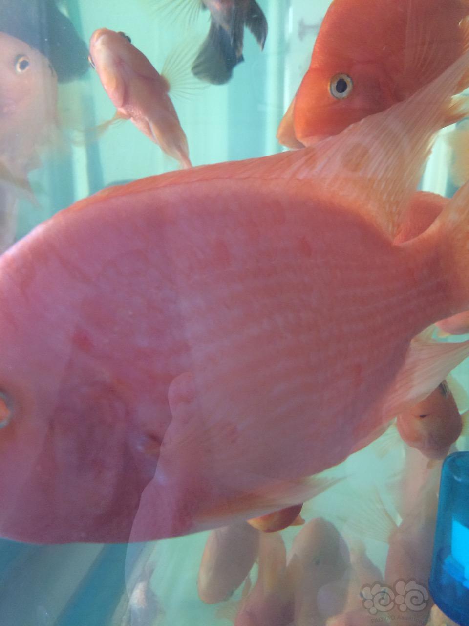 金剛鸚鵡魚和普通鸚鵡魚_金剛鸚鵡魚是什么魚_金剛魚鸚鵡魚是什么魚