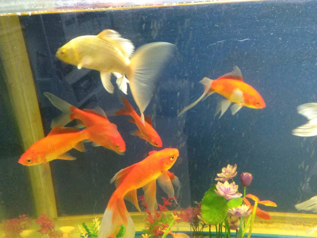 清道夫吃魚嗎_什么魚吃清道夫_魚吃清道夫會死嗎