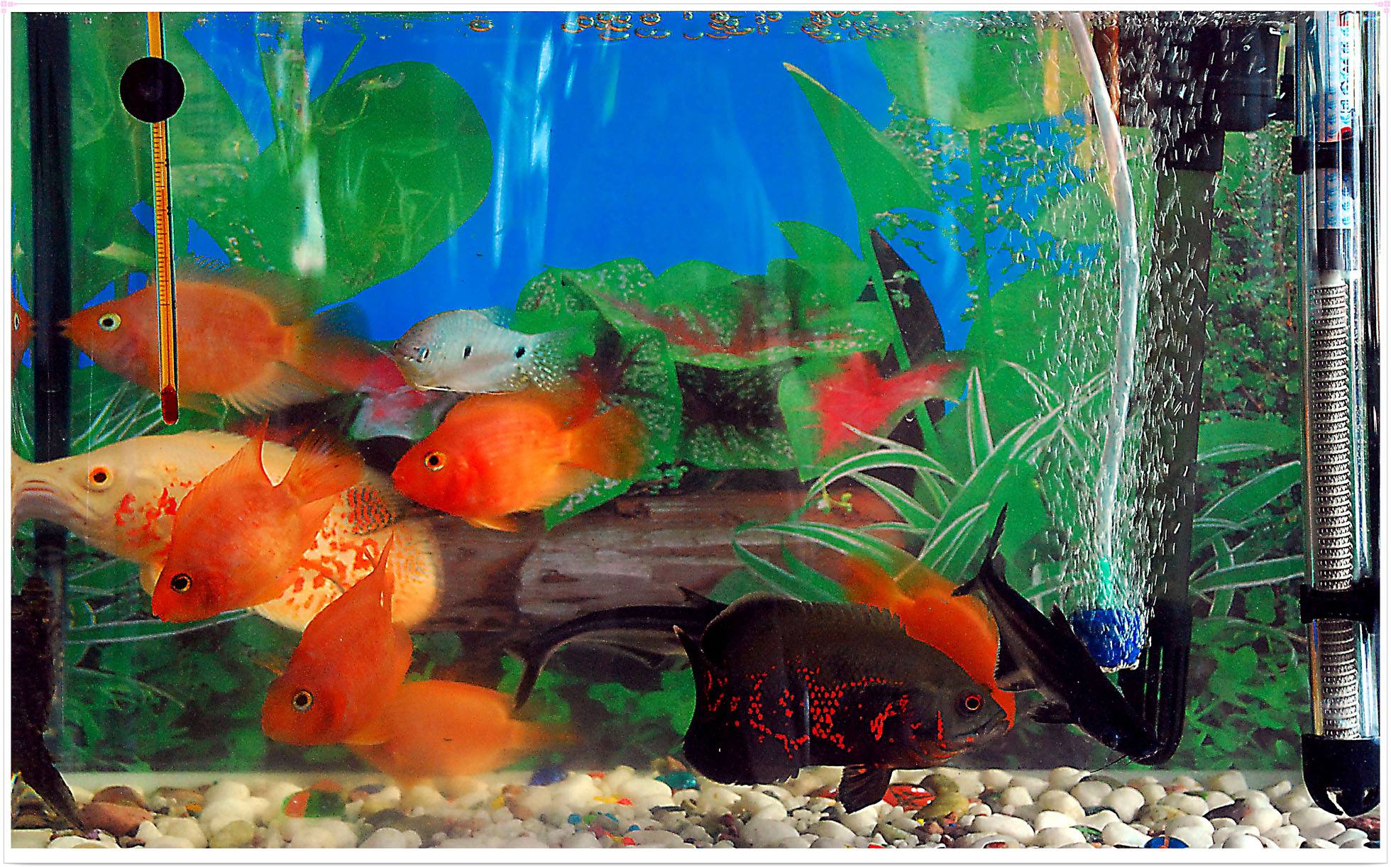 什么魚吃清道夫_魚吃清道夫會死嗎_清道夫吃魚嗎
