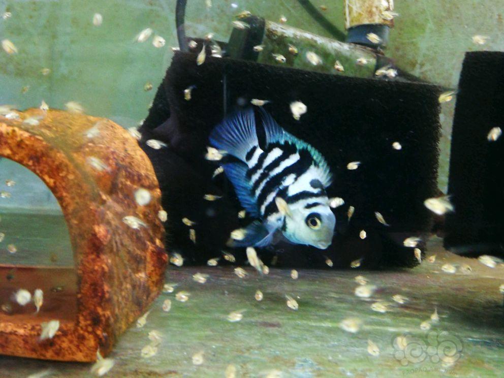 金剛鸚鵡魚和財神鸚鵡魚的區別，你知道嗎？！