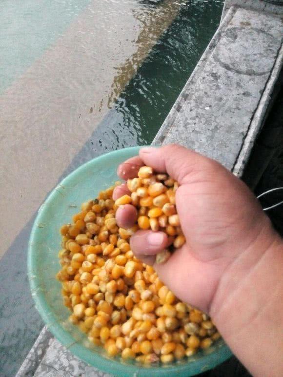 草魚吃蚯蚓嗎_草魚吃什么_草魚吃蚯蚓餌嗎