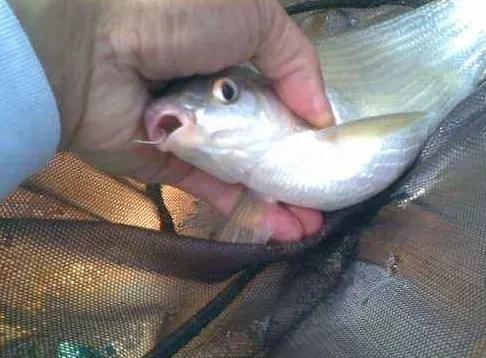 養殖魚塘水質檢測項目_嘎魚養殖_養殖魚技術大全