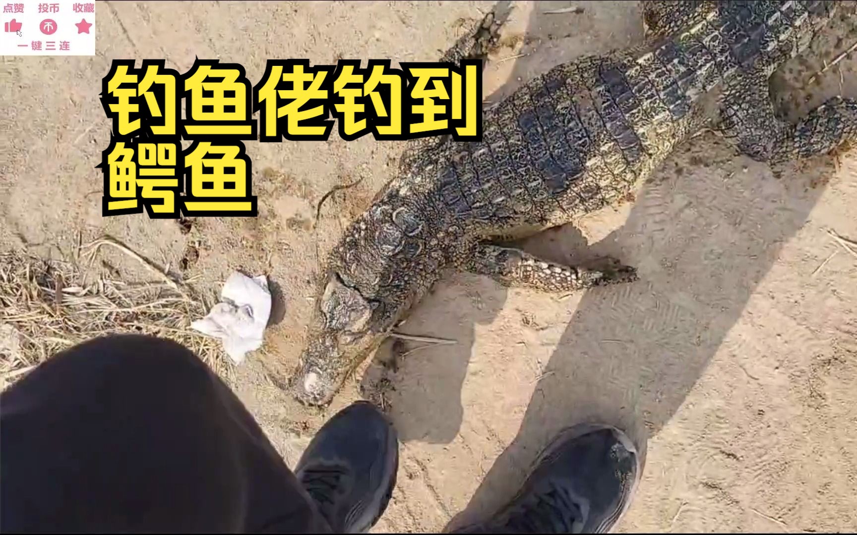 路亞翹嘴怎么釣_路亞翹嘴魚的釣法_野釣路亞翹嘴