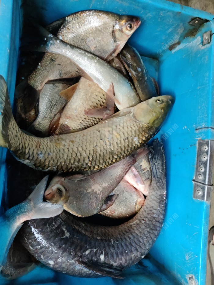 夏季小魚多的地方怎么釣鯽魚_夏季釣魚小魚太多怎么釣大魚_釣大魚小魚鬧怎么辦