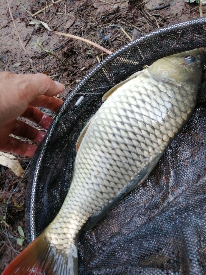 夏季釣魚小魚太多怎么釣大魚_夏季小魚多的地方怎么釣鯽魚_釣大魚小魚鬧怎么辦