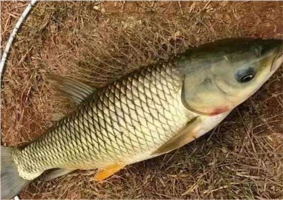釣草魚圖片大全_釣草魚圖片_釣草魚圖片大全圖