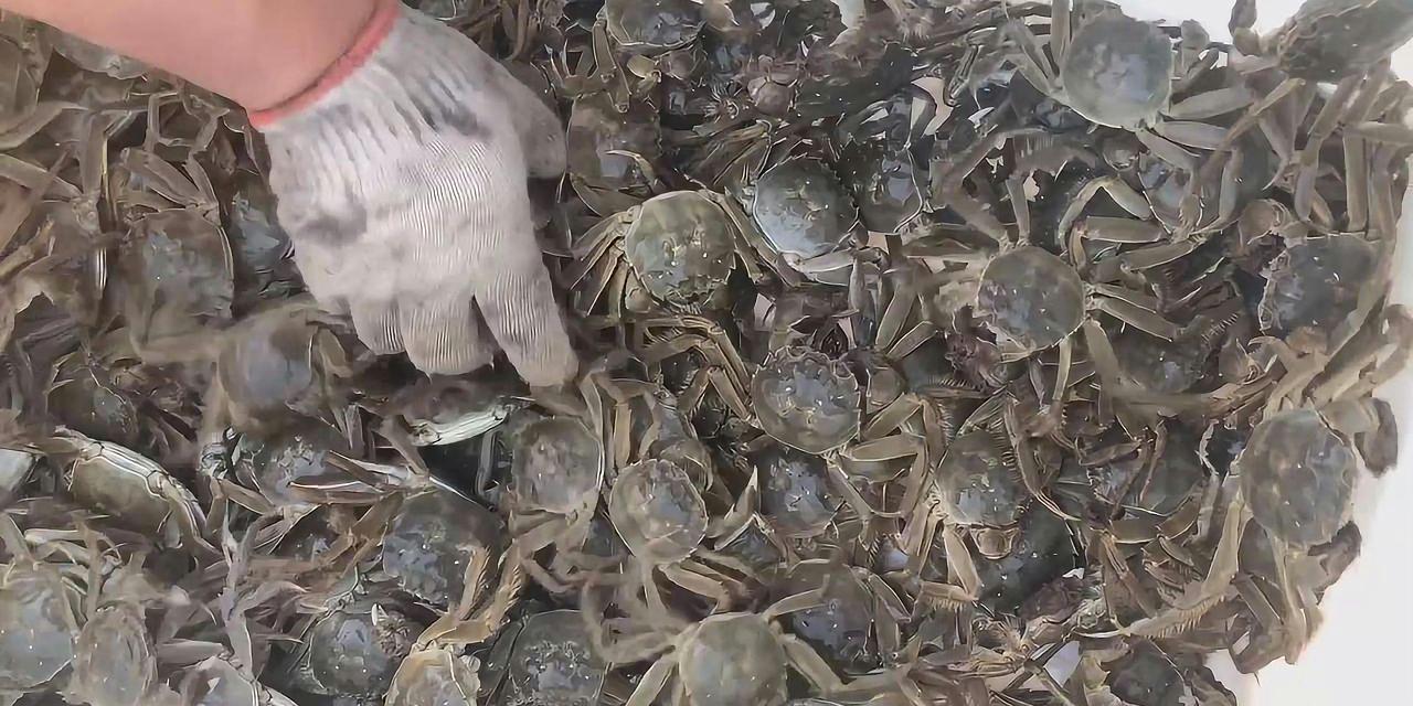 洪澤湖大閘蟹節2021_洪澤區大閘蟹_洪澤湖大閘蟹
