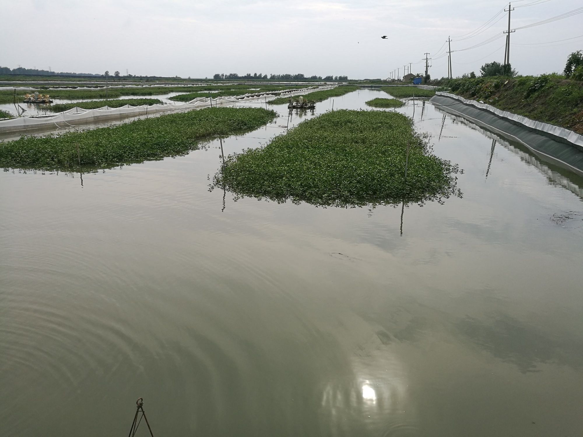 養殖大閘蟹一畝地需要投資多少_養殖大閘蟹需要什么條件_大閘蟹養殖