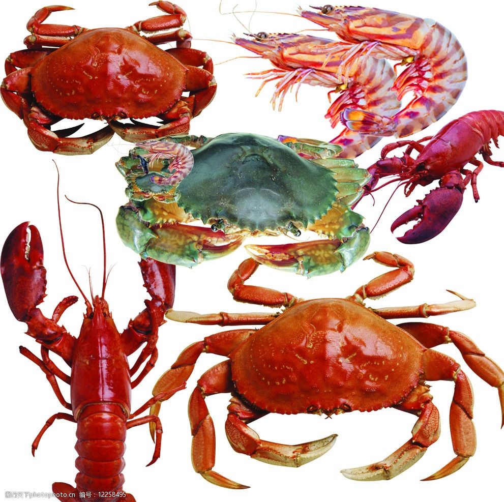 養殖大閘蟹用什么飼料_養殖大閘蟹一畝地需要投資多少_大閘蟹養殖