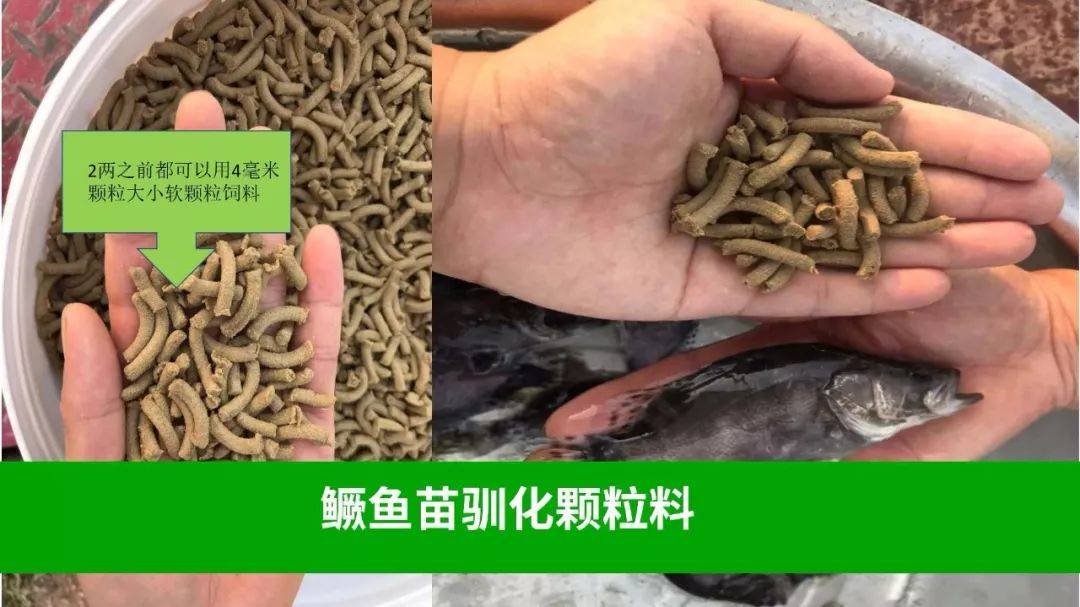 黃金鯽魚能長多大_黃金鯽魚魚苗批發_黃金鯽魚苗
