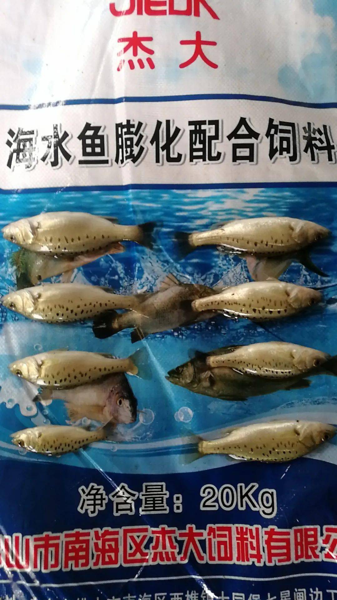 黃金鯽魚能長多大_黃金鯽魚魚苗批發_黃金鯽魚苗