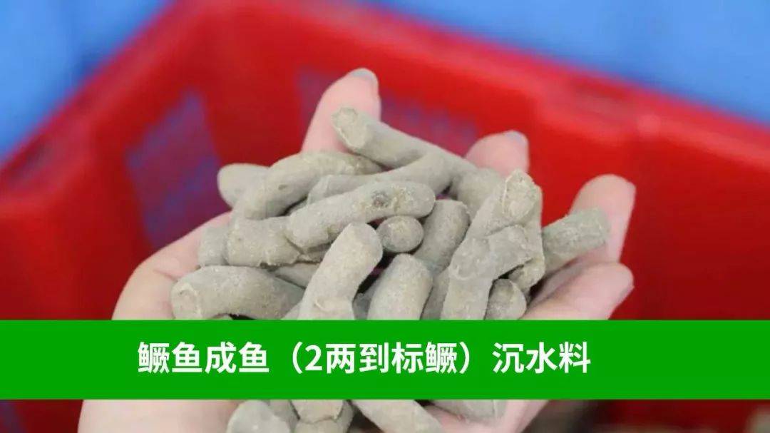 黃金鯽魚能長多大_黃金鯽魚苗_黃金鯽魚魚苗批發