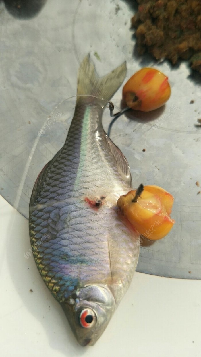 為什么用蚯蚓很難釣到鯉魚_釣難鯉魚蚯蚓用到幾號鉤_釣難鯉魚蚯蚓用到什么餌料