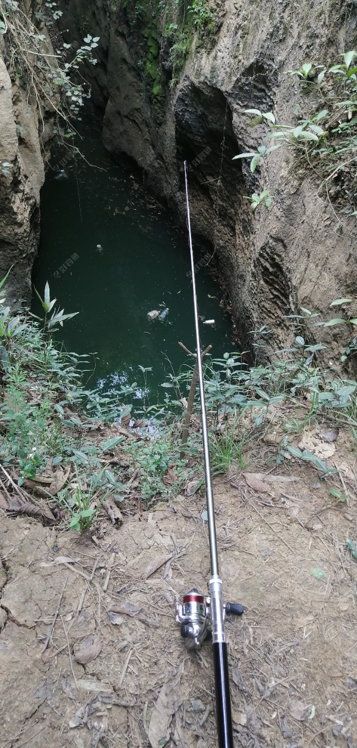 水庫釣草魚圖片_釣草魚圖片大全_釣草魚圖片