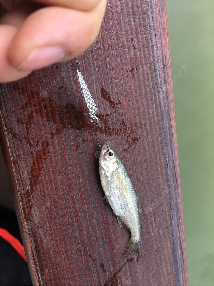 海釣鱸魚技巧串鉤 廣東35度高溫，但是也難擋魚癮！！