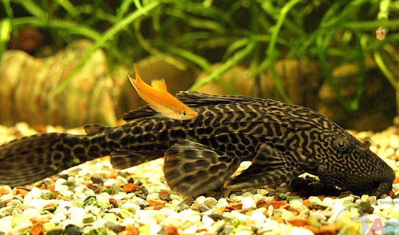 清潔工魚管用嗎_清潔工魚是什么魚_清潔工魚起什么作用